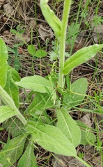 Tephroseris porphyrantha