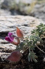 Oxytropis oreophila oreophila