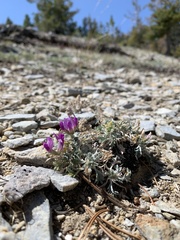 Oxytropis oreophila oreophila