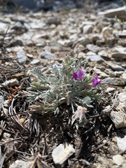 Oxytropis oreophila oreophila