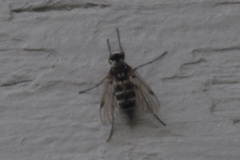 Chrysopilus fasciatus