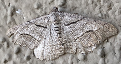 Digrammia imparilata