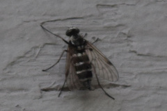 Chrysopilus fasciatus