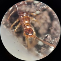 Zygethobius pontis
