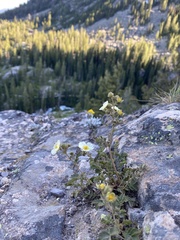 Drymocallis pseudorupestris