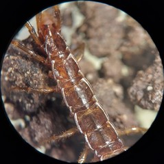 Zygethobius pontis