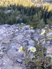 Drymocallis pseudorupestris