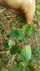 Lonicera interrupta