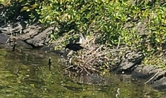 Aves