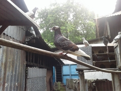 Columba livia