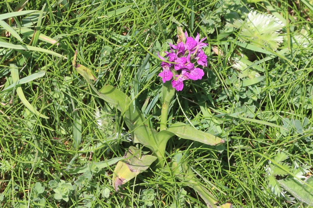 Dactylorhiza purpurella