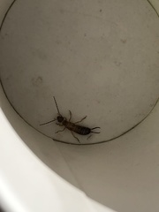 Forficula auricularia