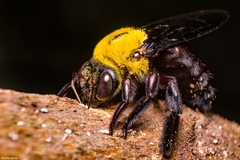 Xylocopa ruficornis