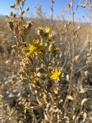 Grindelia fraxinipratensis