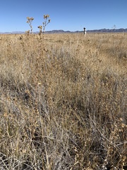 Grindelia fraxinipratensis