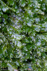 Plagiothecium laetum