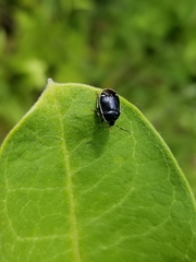 Sehirus cinctus albonotatus