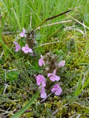 Pedicularis sylvatica