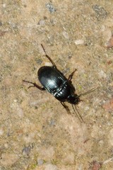 Abax ovalis