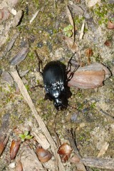 Abax ovalis