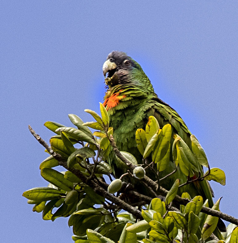 Red-necked Amazon photo
