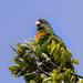 Red-necked Parrot - Photo (c) Stephen Cresswell, some rights reserved (CC BY-NC-ND), uploaded by Stephen Cresswell