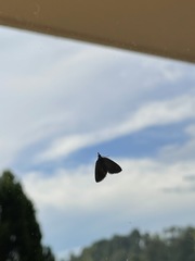 Perispasta caeculalis