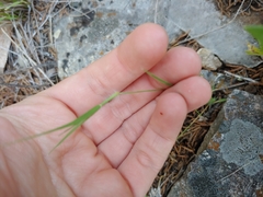 Bouteloua dactyloides