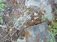 Bouteloua dactyloides