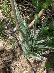 Arundo donax versicolor