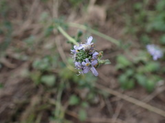 Phyllopodium cuneifolium