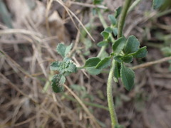 Phyllopodium cuneifolium