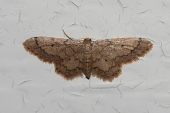 Idaea celtima