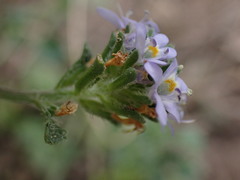 Phyllopodium cuneifolium