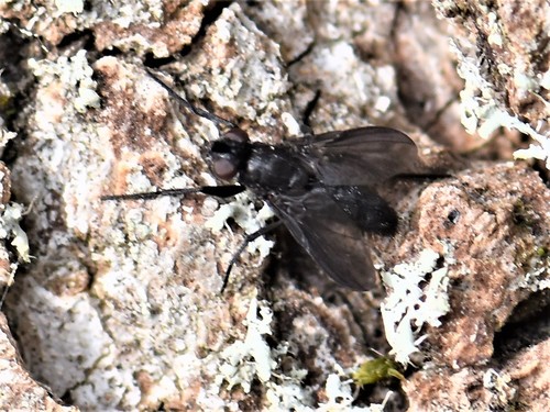 Smoky-winged Woodlouse Fly, Groesbeek, Nederland, photo 7 of 10
