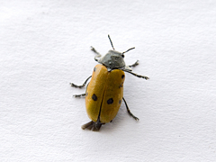 Lachnaia sexpunctata