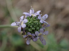 Phyllopodium cuneifolium