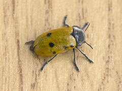 Lachnaia sexpunctata