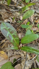 Erythronium multiscapideum