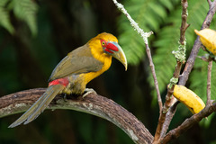 Pteroglossus bailloni