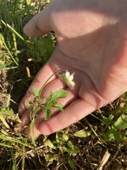 Viola arvensis