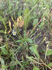 Viola arvensis