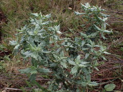 Senecio juniperinus