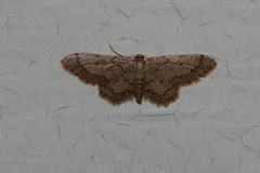 Idaea celtima
