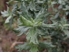 Senecio juniperinus