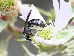 Lasioglossum sexnotatum