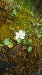 Kumlienia hystricula