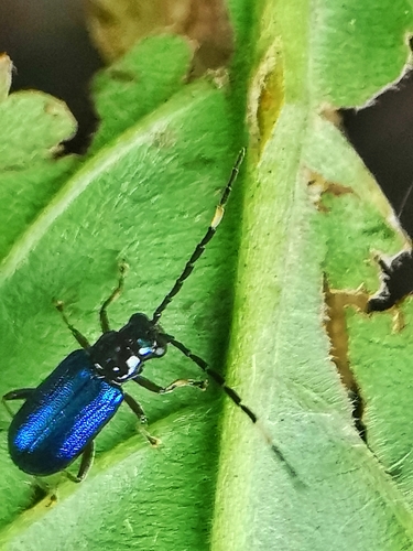 Theopea lunduensis observed 2021-06-16