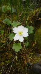 Kumlienia hystricula