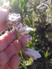 Gladiolus griseus